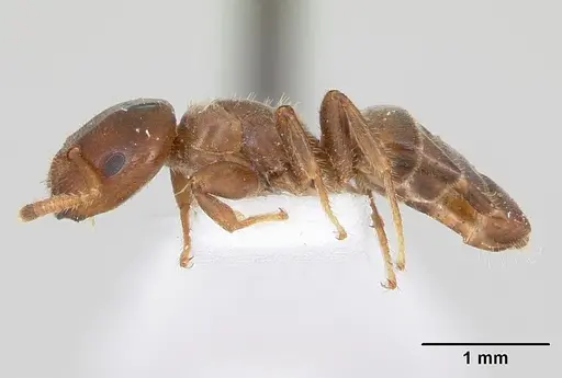Cladomyrma petalae specimen