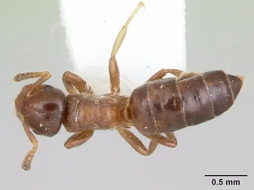 Cladomyrma petalae - CASENT0173895