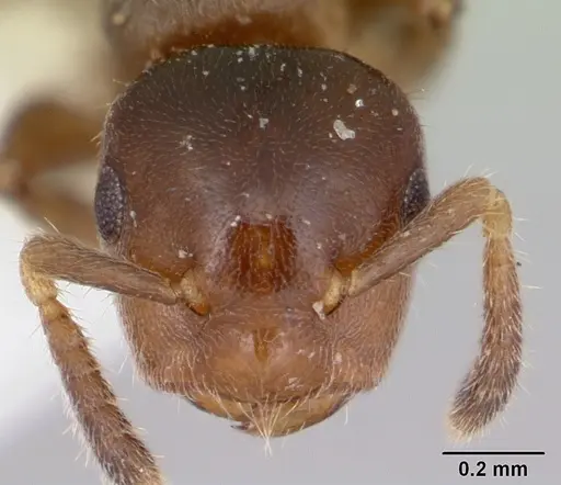 Cladomyrma petalae - CASENT0173895