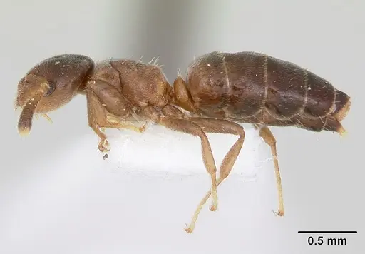 Cladomyrma petalae - CASENT0173895