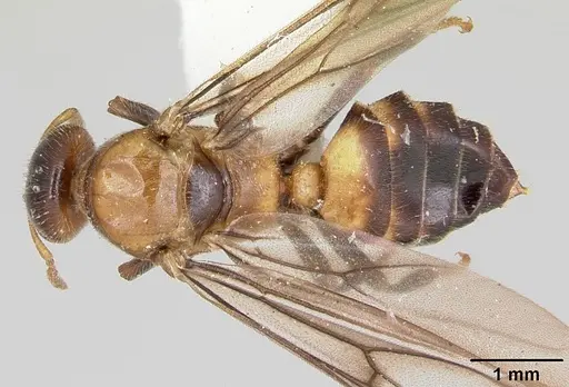 Cladomyrma petalae - CASENT0173896