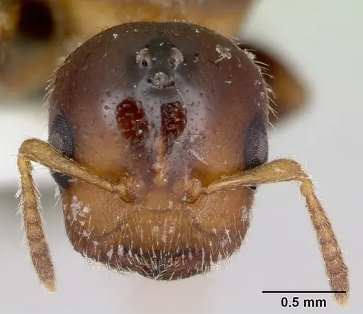 Cladomyrma petalae - CASENT0173896