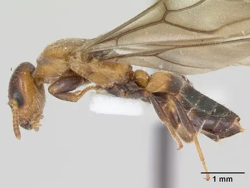 Cladomyrma petalae - CASENT0173896