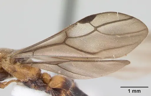 Cladomyrma petalae - CASENT0173896