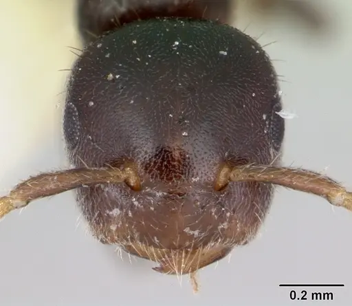 Cladomyrma petalae - CASENT0173897