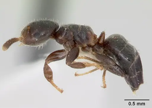 Cladomyrma petalae - CASENT0173897