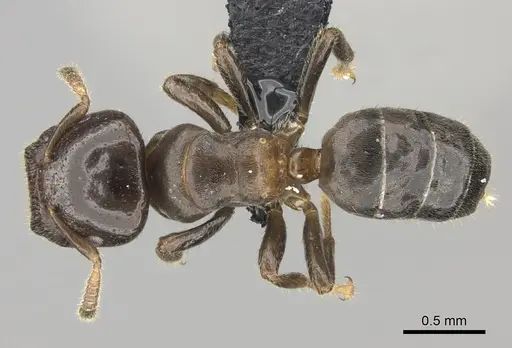 Cladomyrma petalae - CASENT0235222