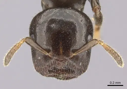 Cladomyrma petalae - CASENT0235222