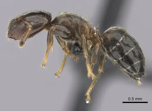 Cladomyrma petalae - CASENT0235222