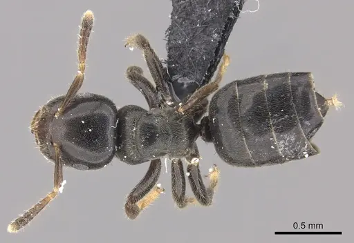 Cladomyrma petalae - CASENT0235257