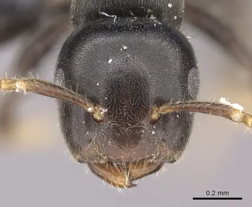 Cladomyrma petalae - CASENT0235257