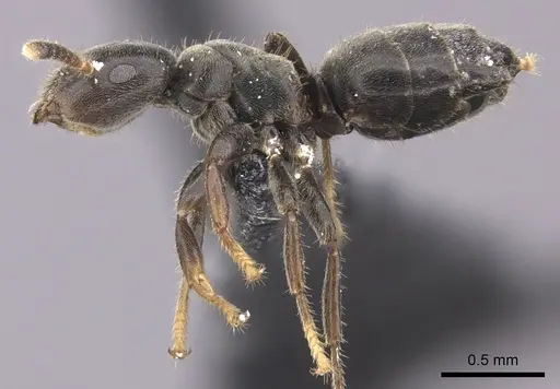 Cladomyrma petalae - CASENT0235257