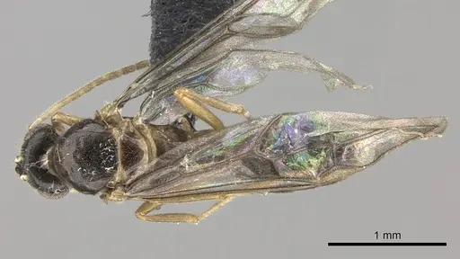 Cladomyrma petalae - CASENT0235266