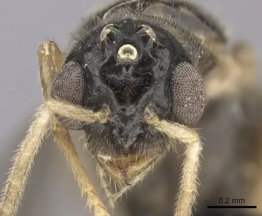 Cladomyrma petalae - CASENT0235266