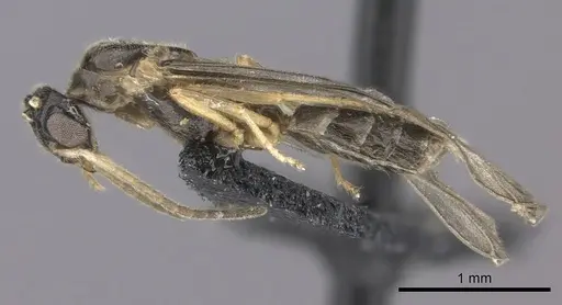 Cladomyrma petalae - CASENT0235266