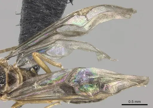 Cladomyrma petalae - CASENT0235266