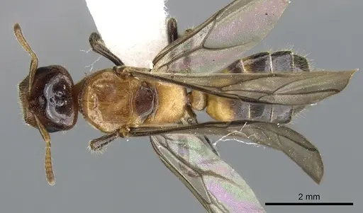 Cladomyrma petalae - CASENT0903188