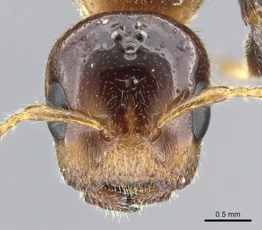 Cladomyrma petalae - CASENT0903188