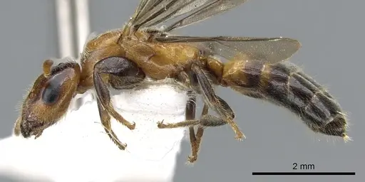 Cladomyrma petalae - CASENT0903188