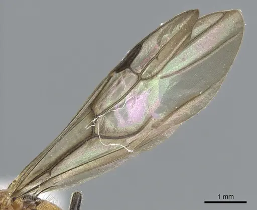 Cladomyrma petalae - CASENT0903188