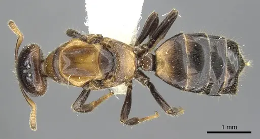 Cladomyrma petalae - CASENT0903189