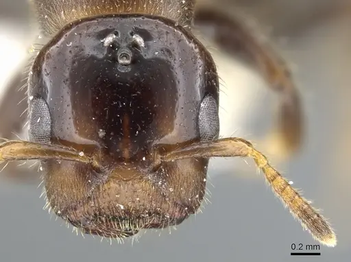 Cladomyrma petalae - CASENT0903189