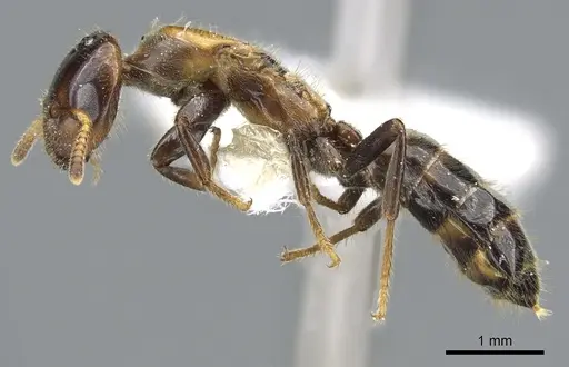 Cladomyrma petalae - CASENT0903189