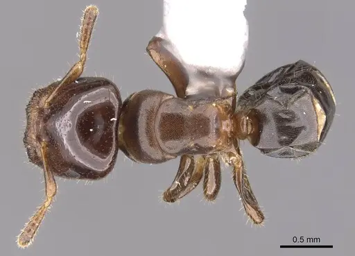 Cladomyrma scopulosa specimen