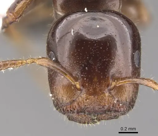 Cladomyrma scopulosa specimen