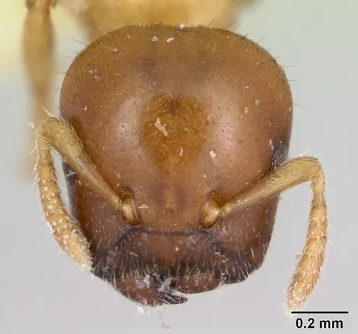 Cladomyrma yongi specimen