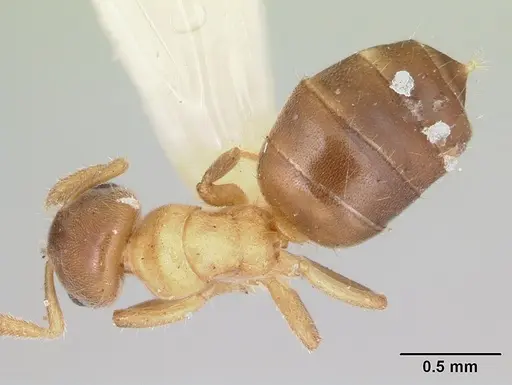 Cladomyrma yongi - CASENT0173904