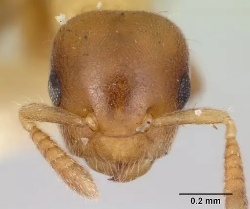 Cladomyrma yongi - CASENT0173904