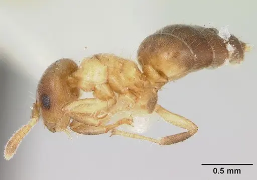 Cladomyrma yongi - CASENT0173904