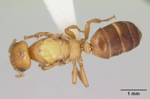 Cladomyrma yongi - CASENT0173905