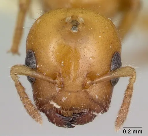 Cladomyrma yongi - CASENT0173905