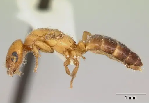 Cladomyrma yongi - CASENT0173905