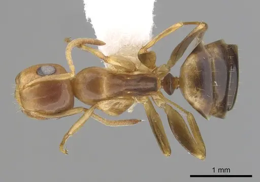 Colobopsis abdita specimen