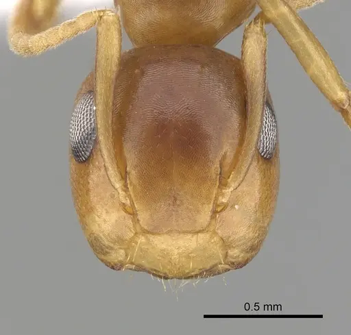 Colobopsis abdita specimen