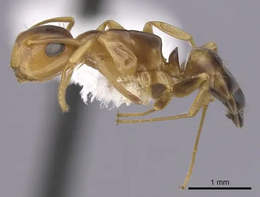 Colobopsis abdita specimen