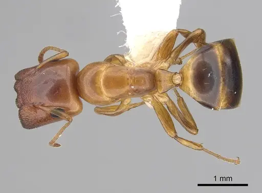 Colobopsis abdita - CASENT0249379