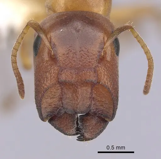 Colobopsis abdita - CASENT0249379