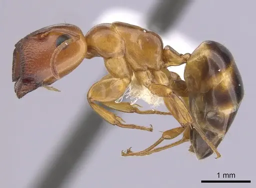 Colobopsis abdita - CASENT0249379