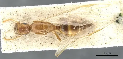 Colobopsis abdita - CASENT0903649