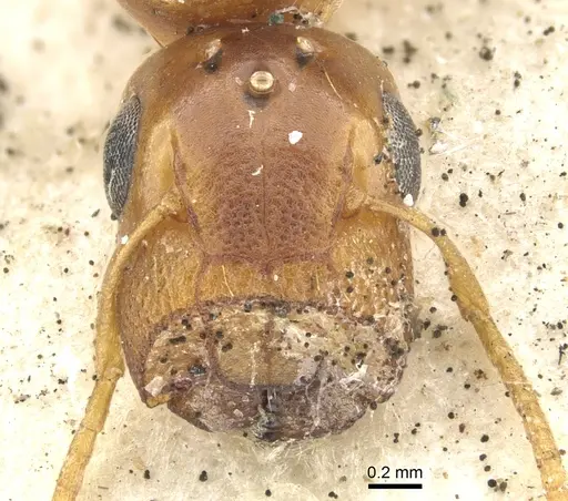 Colobopsis abdita - CASENT0903649