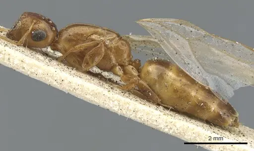 Colobopsis abdita - CASENT0903649