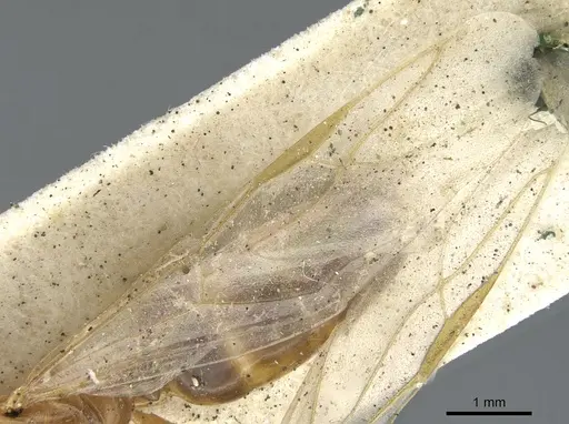 Colobopsis abdita - CASENT0903649