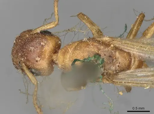 Colobopsis abdita - CASENT0910593