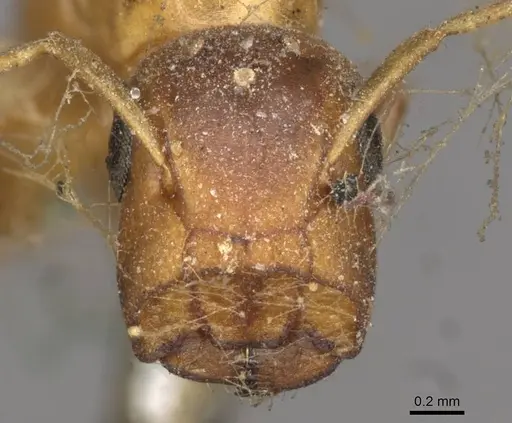 Colobopsis abdita - CASENT0910593