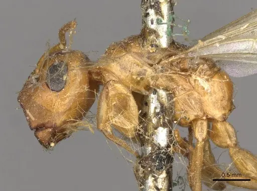 Colobopsis abdita - CASENT0910593