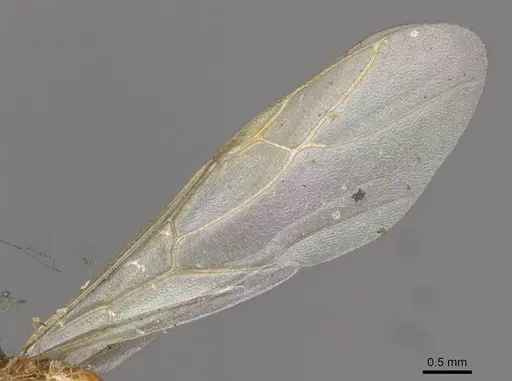 Colobopsis abdita - CASENT0910593